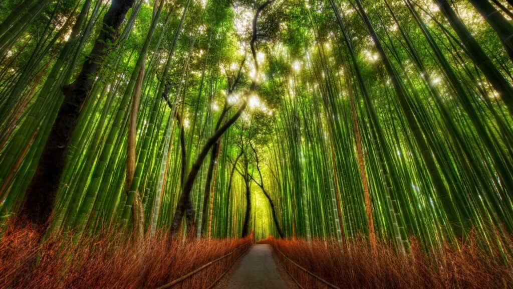 arashiyama bamboo 3840x2160 15688 2