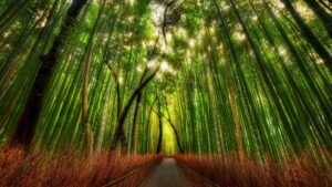 arashiyama bamboo 3840x2160 15688 2