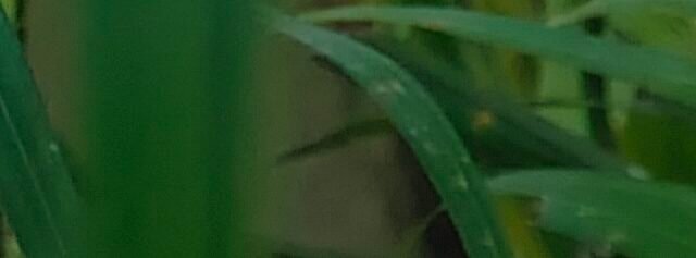 saileepatil
