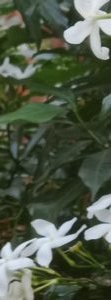 akshararamteke1
