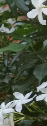 akshararamteke1